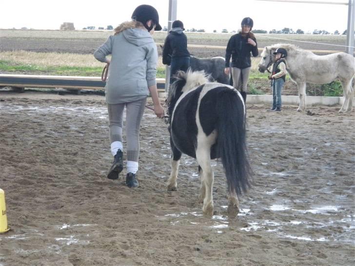 Toftegårdens ridecenter. billede 85