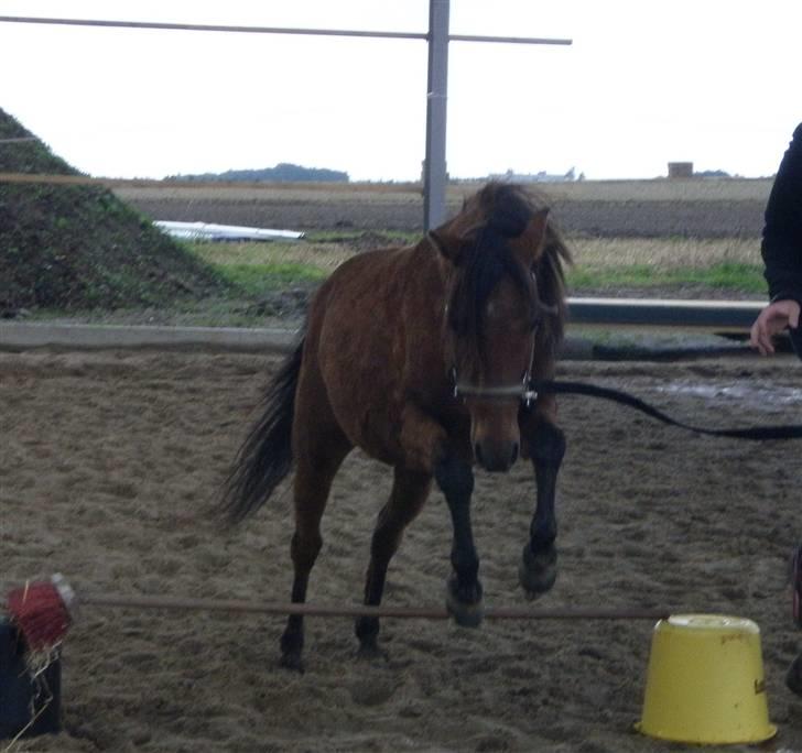 Toftegårdens ridecenter. billede 86