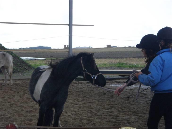 Toftegårdens ridecenter. billede 87