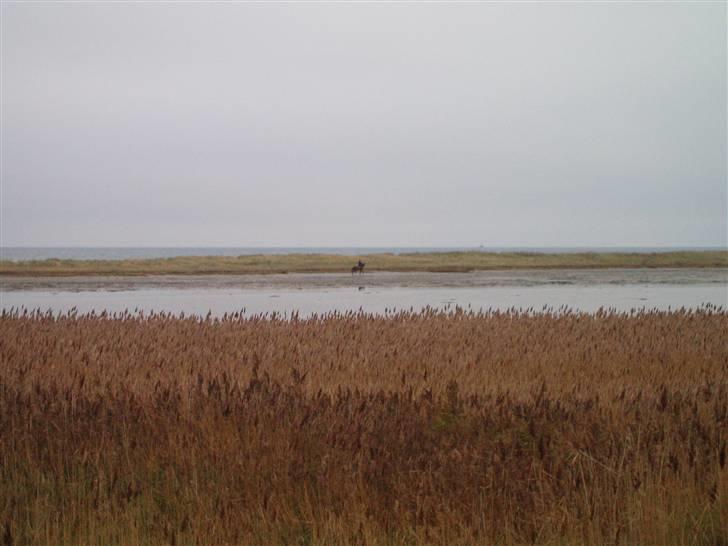 Bisnapgård efterskole (heste) billede 1