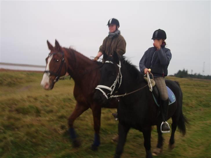 Bisnapgård efterskole (heste) billede 2