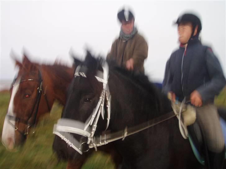 Bisnapgård efterskole (heste) billede 3