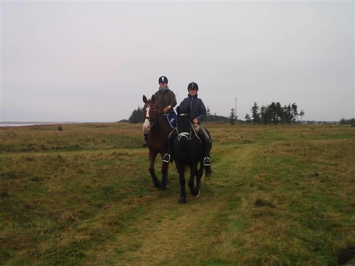 Bisnapgård efterskole (heste) billede 4