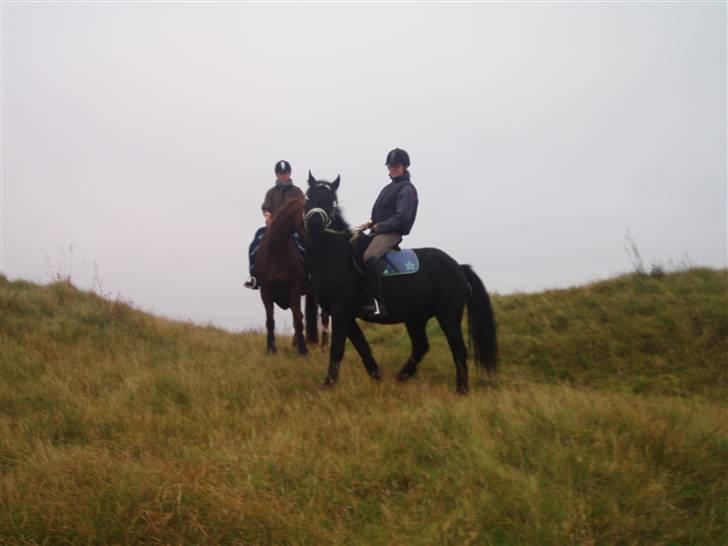 Bisnapgård efterskole (heste) billede 5