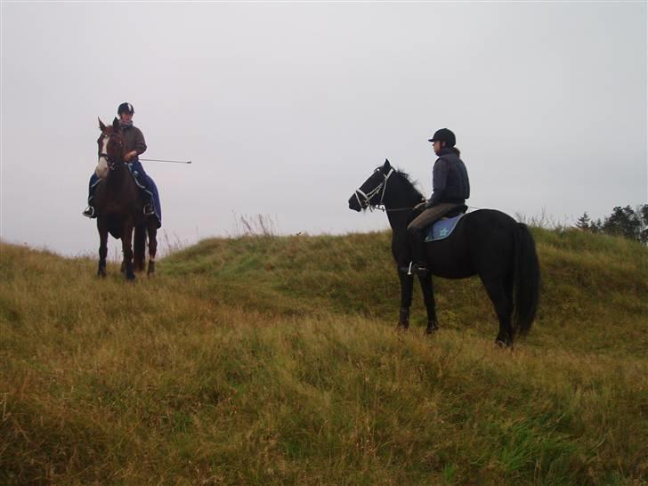 Bisnapgård efterskole (heste) billede 6