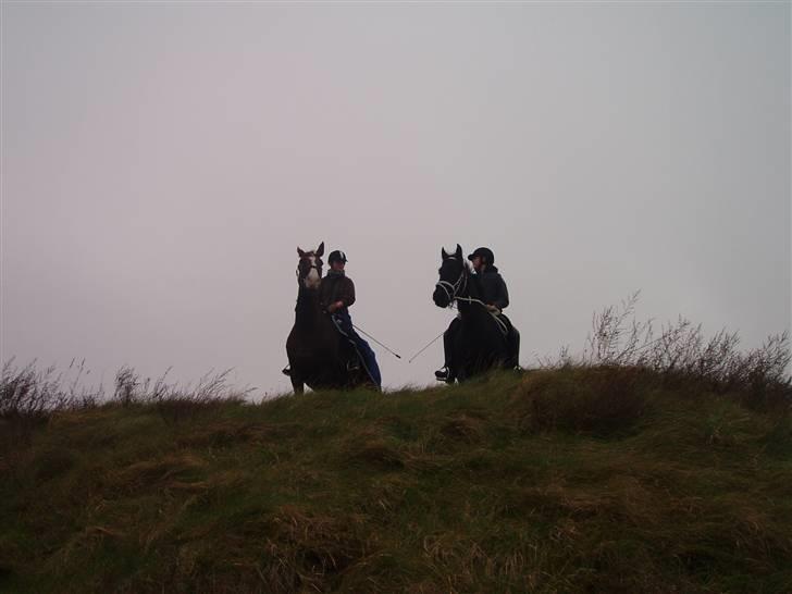 Bisnapgård efterskole (heste) billede 7