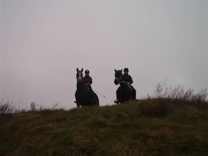 Bisnapgård efterskole (heste) billede 8
