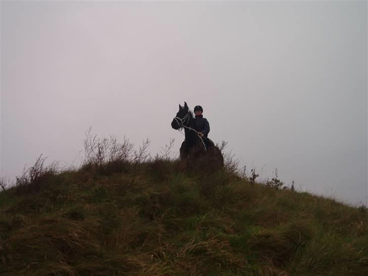 Bisnapgård efterskole (heste) billede 9