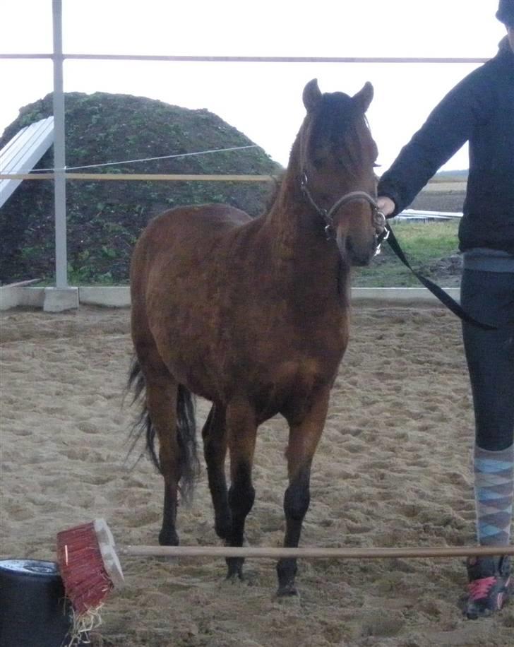 Toftegårdens ridecenter. billede 97