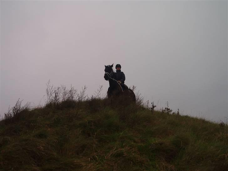 Bisnapgård efterskole (heste) billede 10