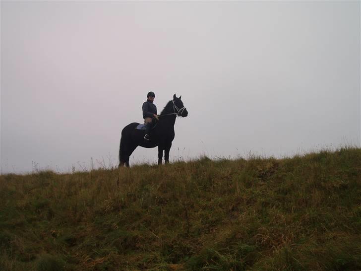 Bisnapgård efterskole (heste) billede 11