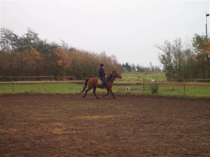 Bisnapgård efterskole (heste) billede 16