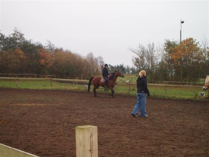 Bisnapgård efterskole (heste) billede 17