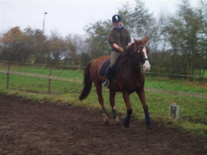 Bisnapgård efterskole (heste) billede 20