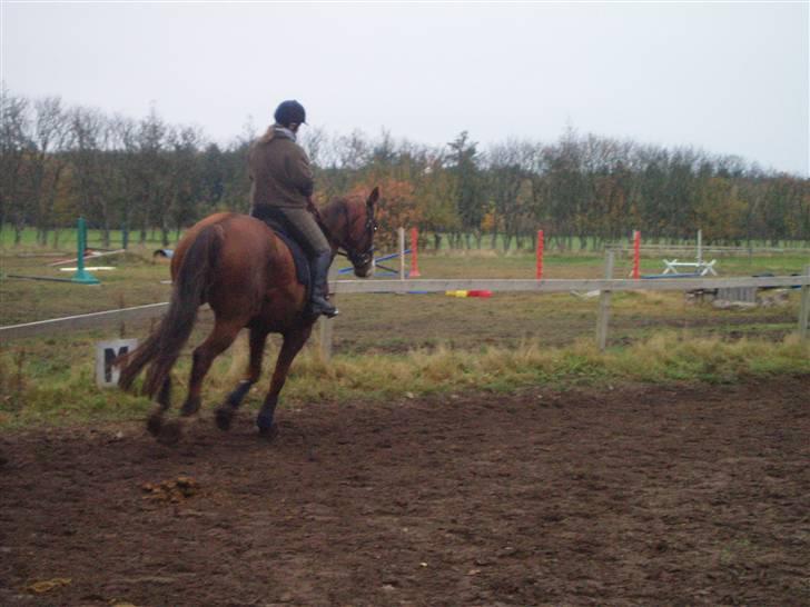 Bisnapgård efterskole (heste) billede 21
