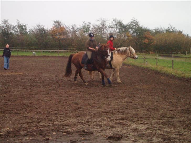 Bisnapgård efterskole (heste) billede 23