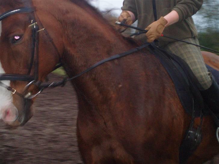 Bisnapgård efterskole (heste) billede 24