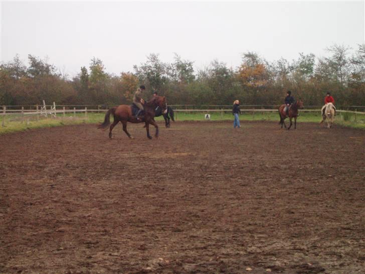 Bisnapgård efterskole (heste) billede 25