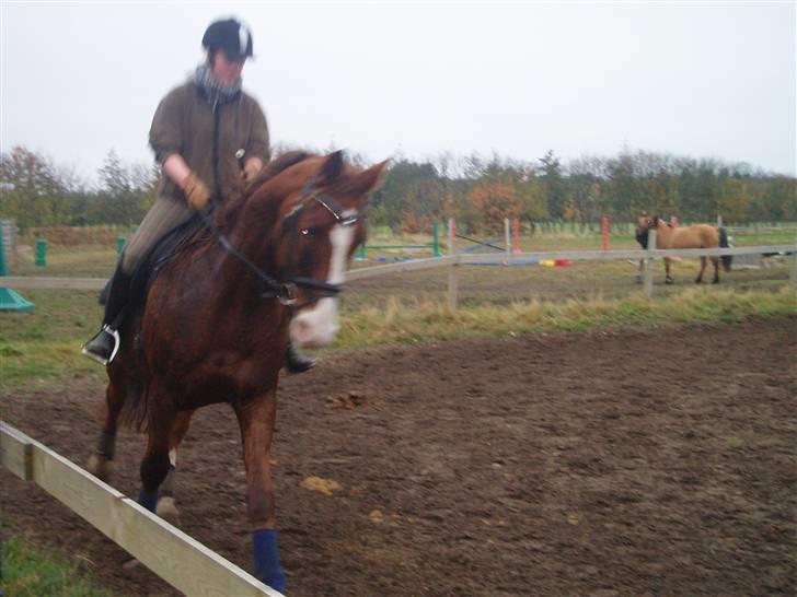Bisnapgård efterskole (heste) billede 26