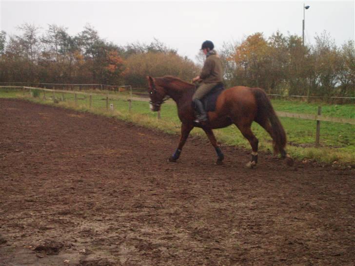 Bisnapgård efterskole (heste) billede 27