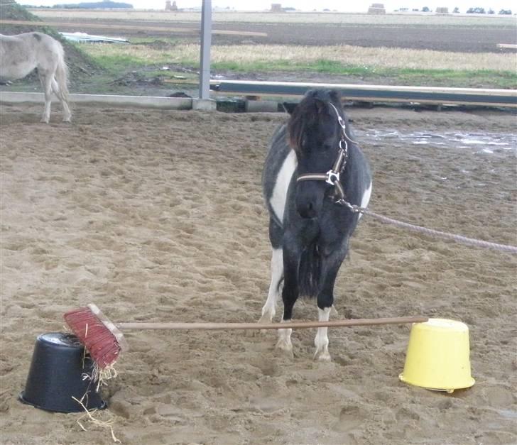 Toftegårdens ridecenter. billede 102