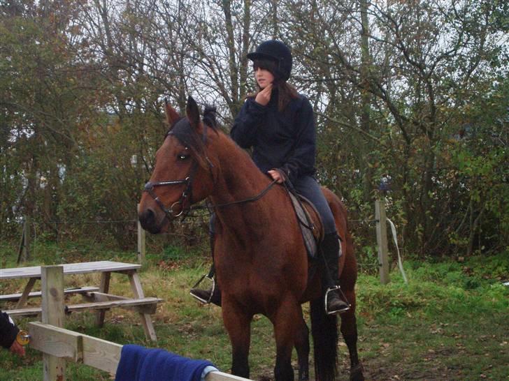 Bisnapgård efterskole (heste) billede 29