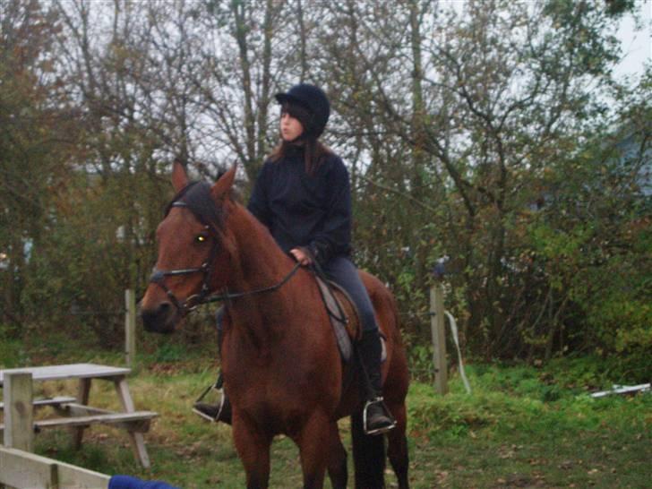 Bisnapgård efterskole (heste) billede 30