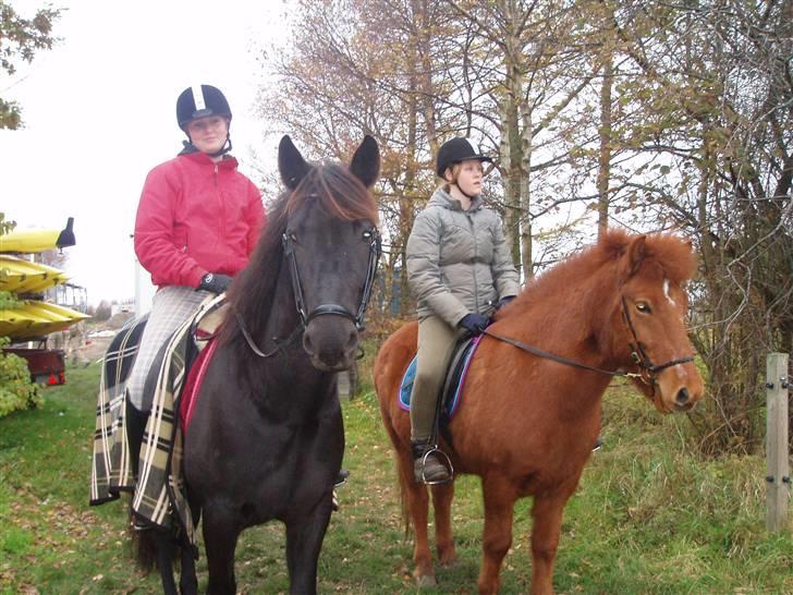 Bisnapgård efterskole (heste) billede 31