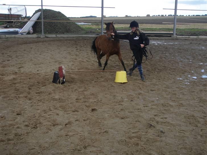 Toftegårdens ridecenter. billede 103
