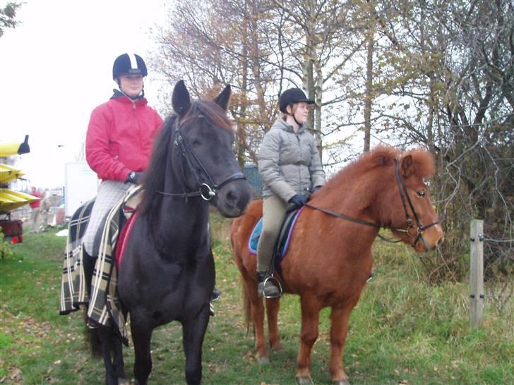 Bisnapgård efterskole (heste) billede 32