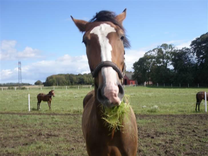 Toftegårdens ridecenter. billede 105