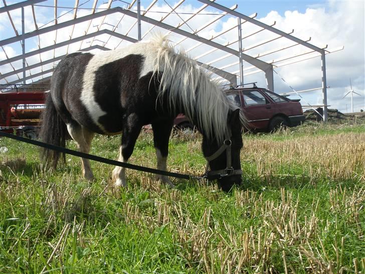 Toftegårdens ridecenter. billede 106