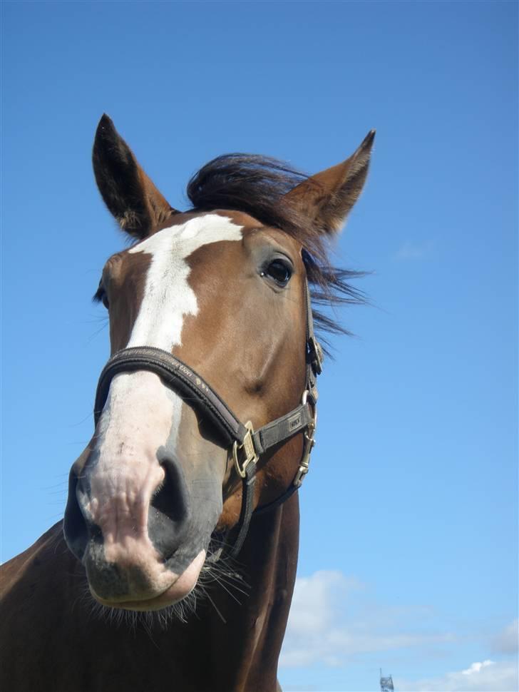 Toftegårdens ridecenter. billede 108
