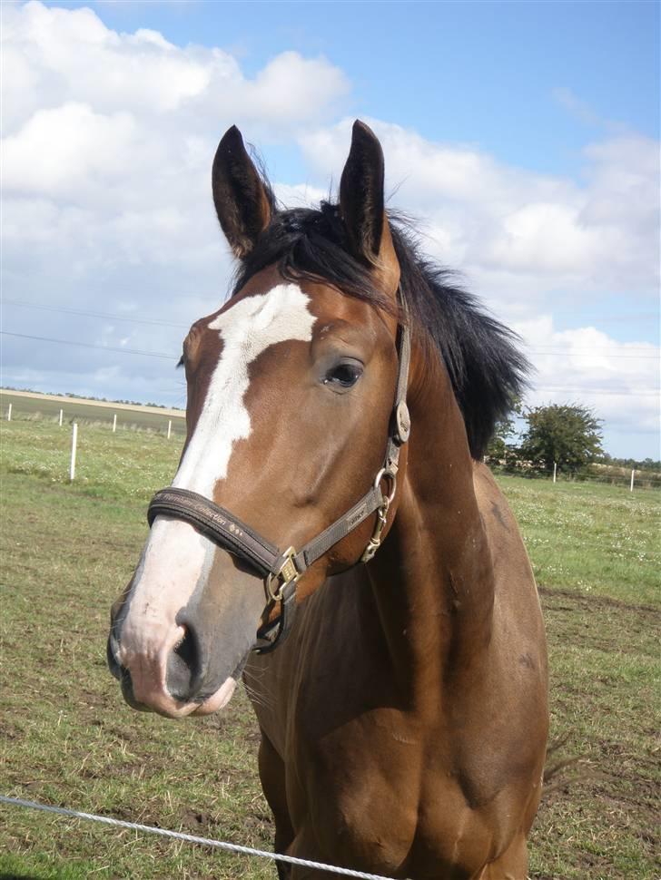Toftegårdens ridecenter. billede 109