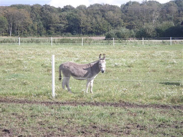 Toftegårdens ridecenter. billede 110