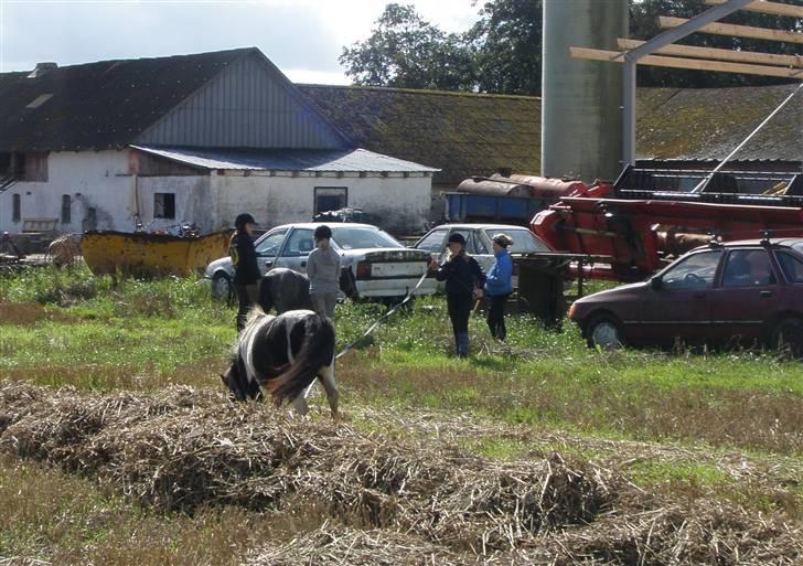Toftegårdens ridecenter. billede 111