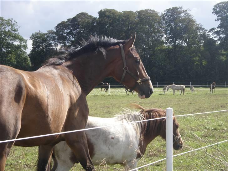 Toftegårdens ridecenter. billede 113
