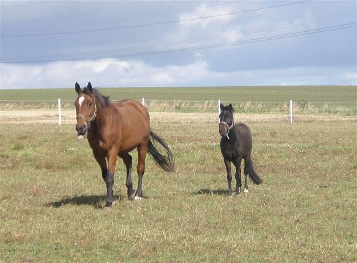 Toftegårdens ridecenter. billede 114