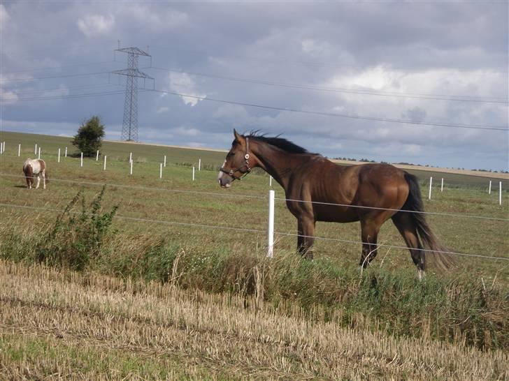 Toftegårdens ridecenter. billede 115
