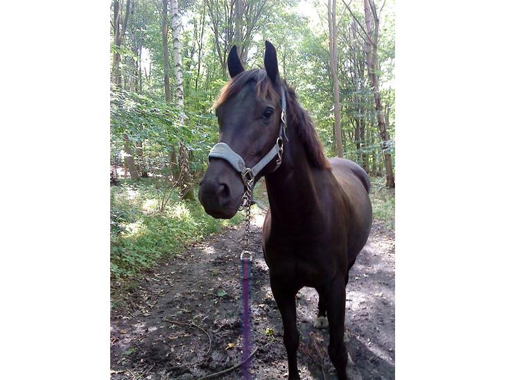 {{currentPhoto.altText}} billede {{currentPhoto.number}}