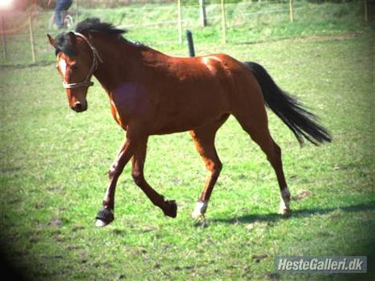 {{currentPhoto.altText}} billede {{currentPhoto.number}}