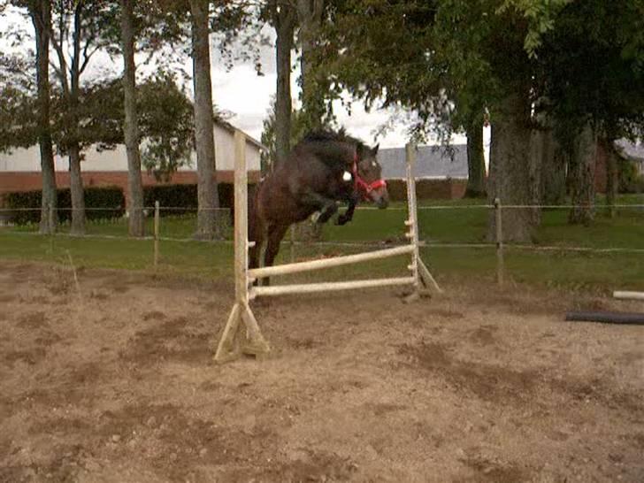 Dyrene - Pondus i løsspringning :) Super god teknik... har virkelig tallent :) Den 12/9-09 billede 13