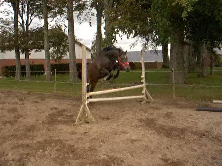 Dyrene - Pondus i løsspringning :) billede 14