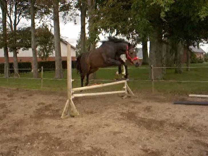 Dyrene - Pondus i løsspringning :) billede 15