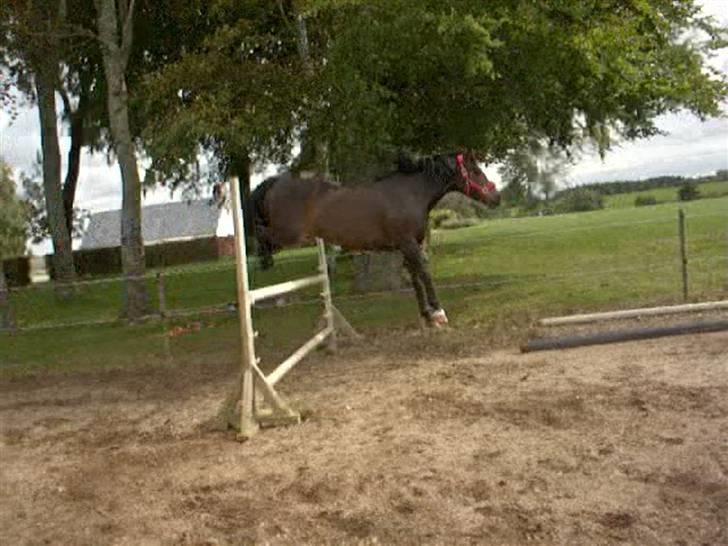 Dyrene - Pondus i løsspringning :) - taget lidt sent.. :) billede 16