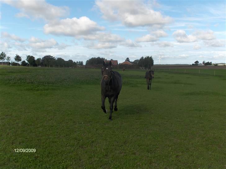 Dyrene - Vi henter hestene på folden :D Pondus kommer først hen til gulerøderne :D billede 1