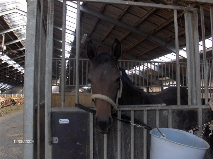 Dyrene - Doñana/Pølle :D Vores søde føl :) billede 17