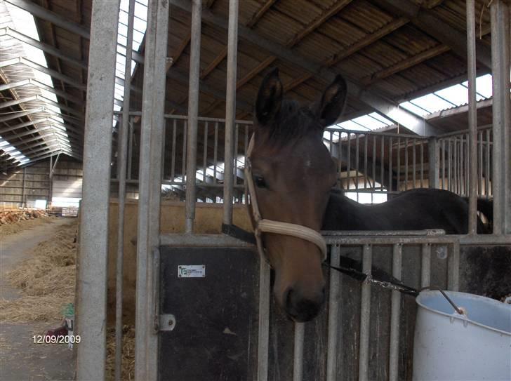 Dyrene - Doñana/Pølle :D Vores søde føl :) billede 18