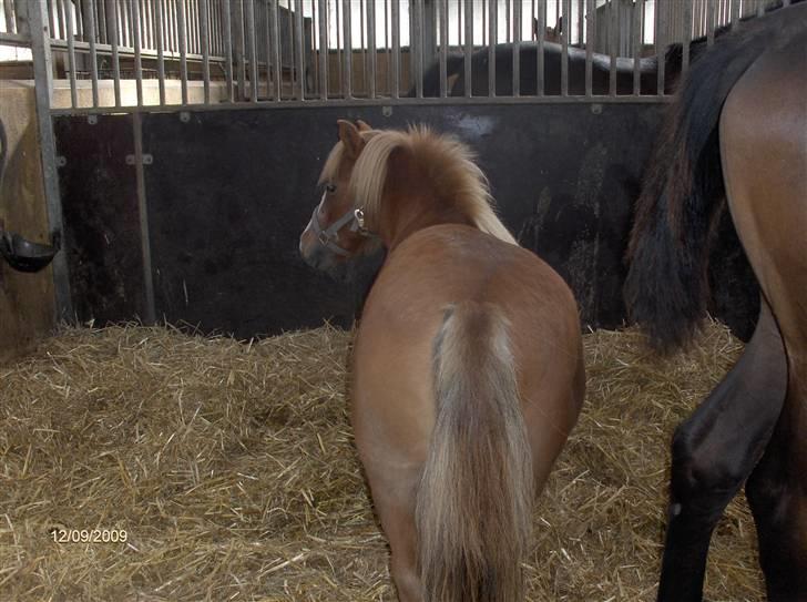 Dyrene - Basse tager en slapper, inden han skal på fold :) billede 19