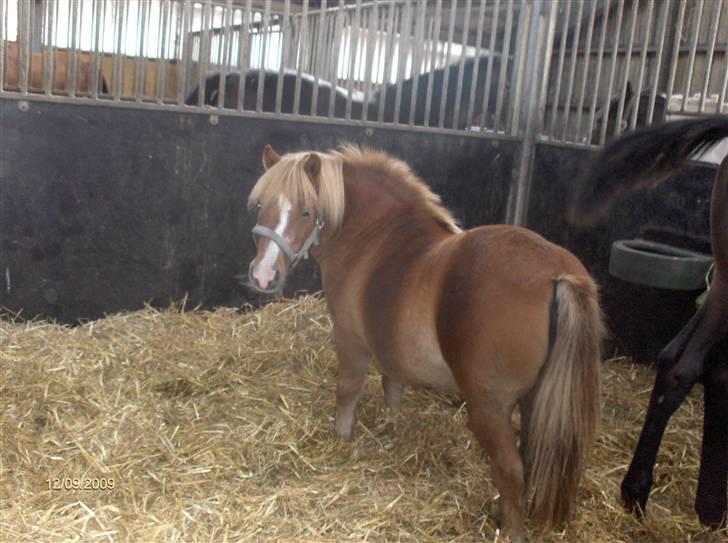 Dyrene - Basse tager en slapper, inden han skal på fold :) billede 20